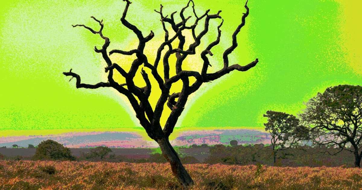 Ein Baum ohne Blätter in Schwarz mit neon gründen und gelben Hintergrund wie eine Savannah
