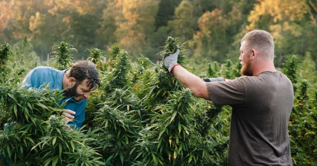 Männer die Cannabis anbauen mit Cannabis Samen von CBD 040 und THC 040