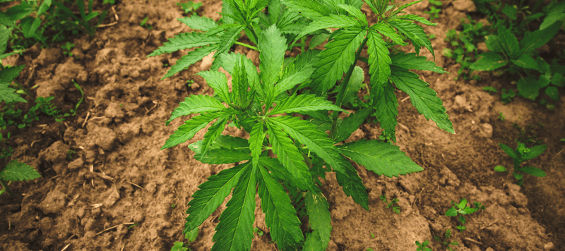 THC Cannabis Samen die eingefplanz sind kaufen bei CBD 040