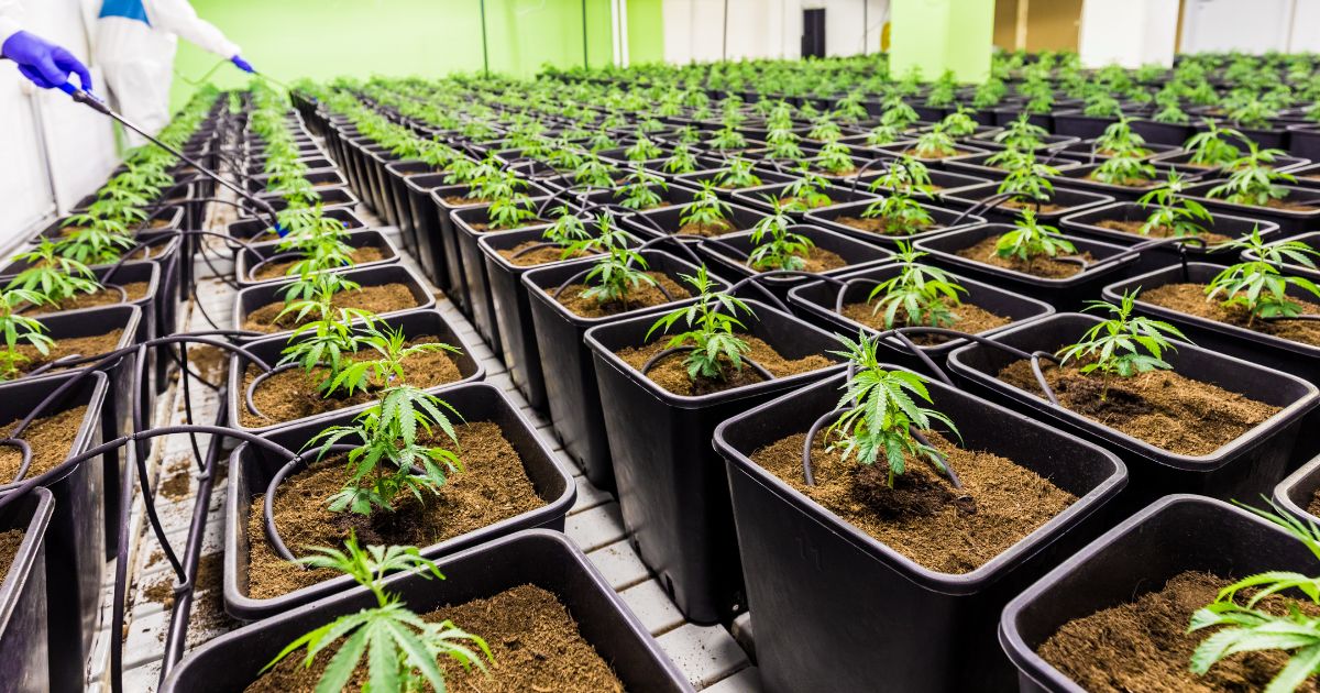 Legal angebautes Cannabis in Deutschland mit Cannabissamen von CBD 040