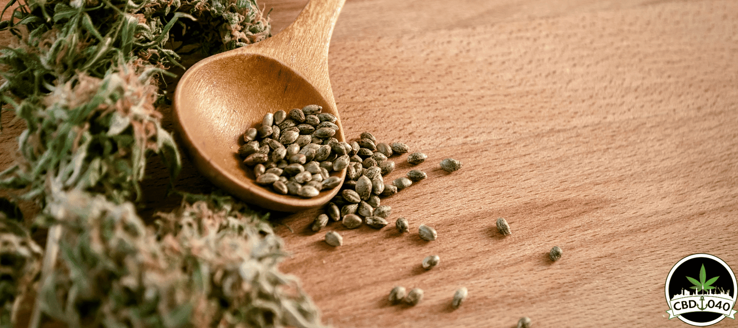 Cannabis Samen für den Eigenanbau: Ihr Start in den Cannabisanbau