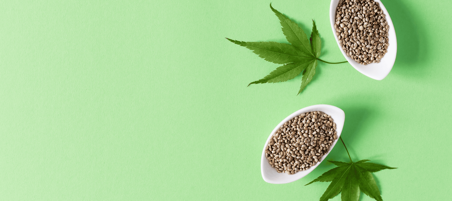 THC Cannabis Samen kaufen bei CBD 040 aus Hamburg Mit Klarna und PayPal