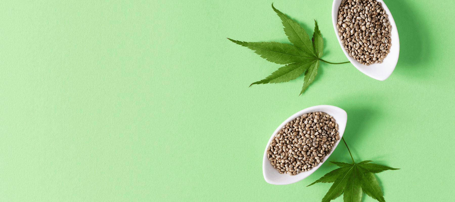 THC Cannabis Samen kaufen bei CBD 040 aus Hamburg Mit Klarna und PayPal