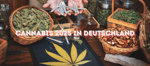 Cannabis 2025 in Deutschland: Social Clubs, Eigenanbau und Legalisierung