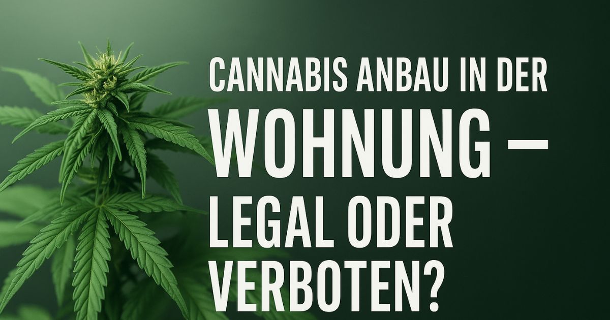 Cannabis Anbau in der Wohnung legal oder verboten, 2025 in Deutschland.