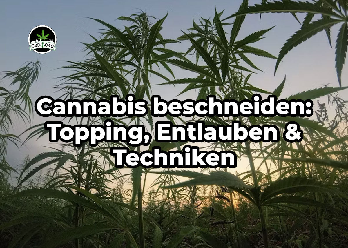 Cannabis beschneiden – Topping, Entlauben und LST im Vergleich, erklärt von CBD040.