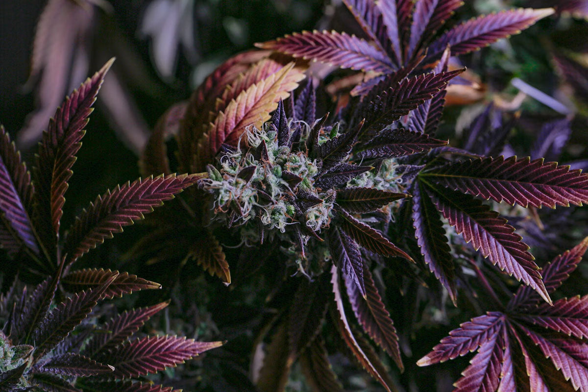 Cannabis Blütephase Woche für Woche, Verlauf von der Streckung bis zur Ernte, erklärt von CBD040.