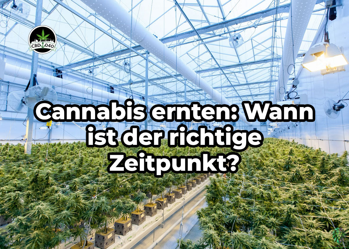 Cannabis ernten – Trichome von klar über milchig bis bernstein im Vergleich, erklärt von CBD040.