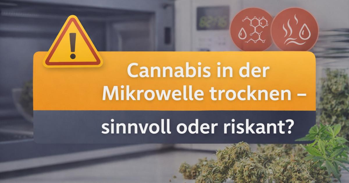 Titelbild zum Thema Cannabis in der Mikrowelle trocknen mit Mikrowelle, Warnsymbol und Cannabisblüten – Fokus auf Risiken und Qualitätsverlust