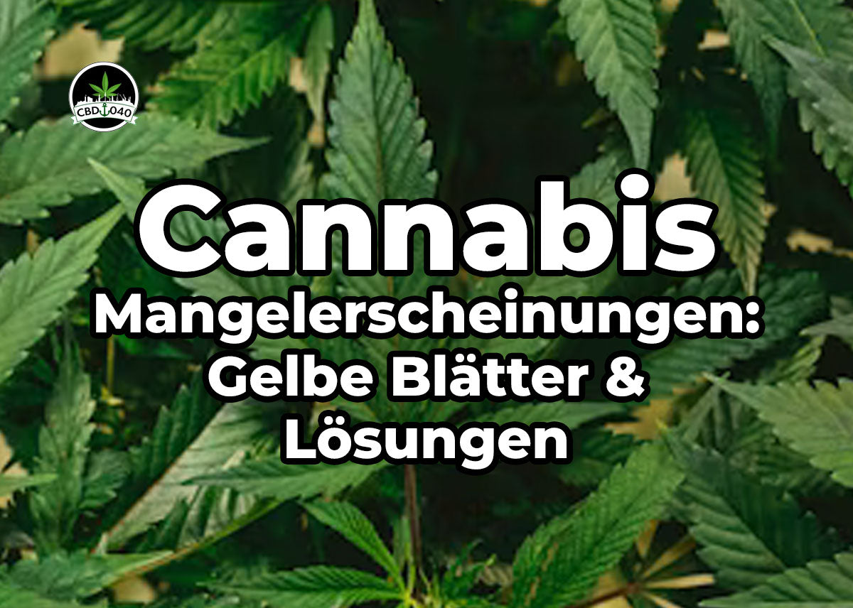 Cannabis Mangelerscheinungen – gelbe, hängende und gerollte Blätter deuten, erklärt von CBD040.