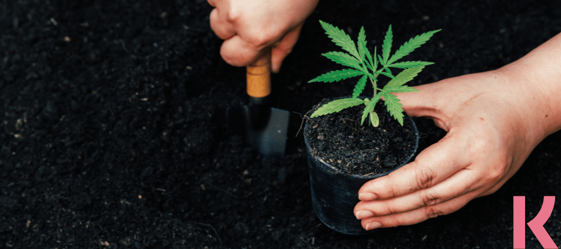 Cannabis Samen für den Eigenanbau in Deutschland kaufen mit Klarna
