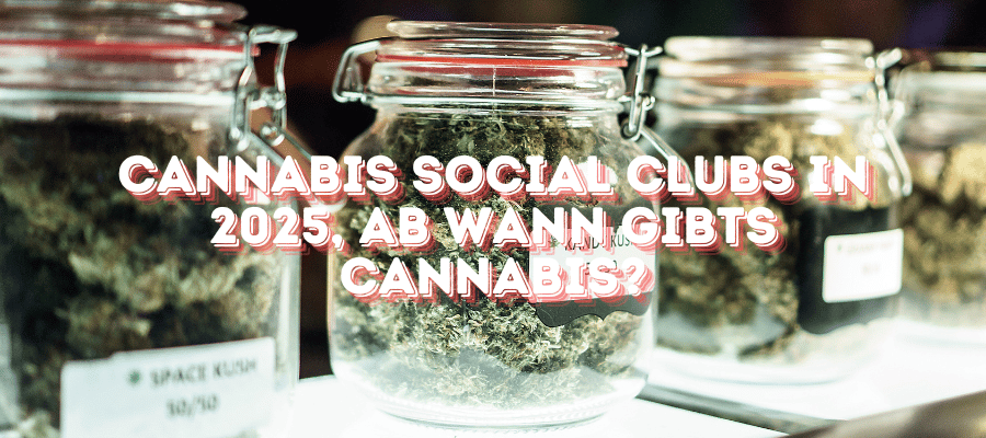 Cannabis Social Club in Hamburg, Berlin und Deutschland – Informationen zur Cannabis-Abgabe 2024 und möglichen Entwicklungen 2025