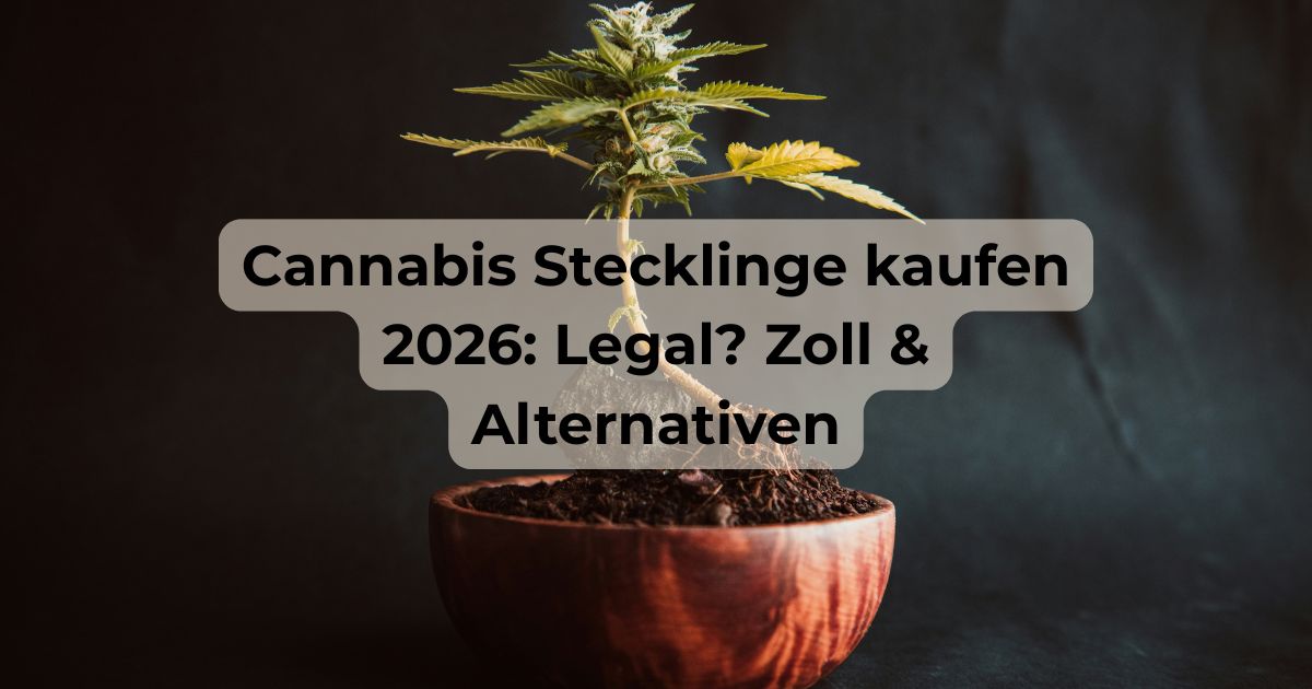 Titelbild Cannabis Stecklinge kaufen 2026: Legal? Zoll & Alternativen, mit einem Cannabis Steckling und dunklem Hintergrund.