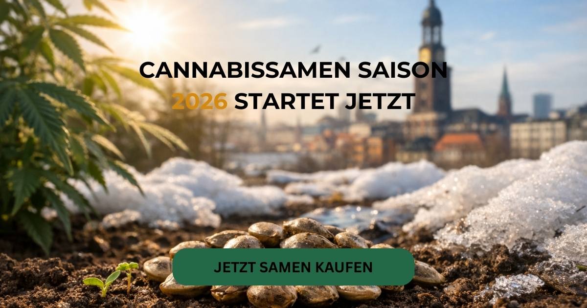 Cannabissamen Saison 2026 startet – hochwertige F1 Autoflower Samen jetzt online kaufen