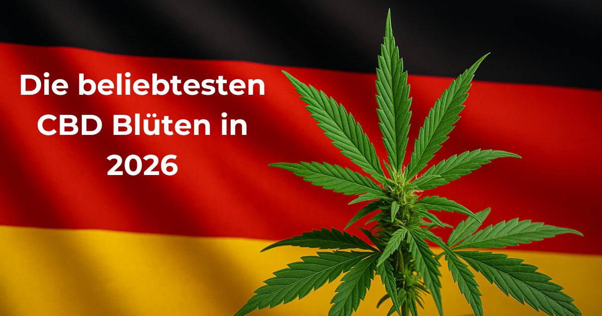 CBD Blüten 2026 als Alternative zu THC – Wirkung, Sorten und Erfahrungen ohne Rezept