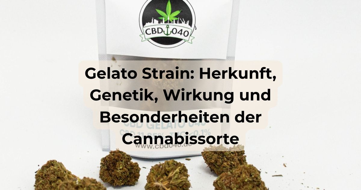 Gelato Strain: Herkunft, Genetik, Wirkung und Besonderheiten der Cannabissorte