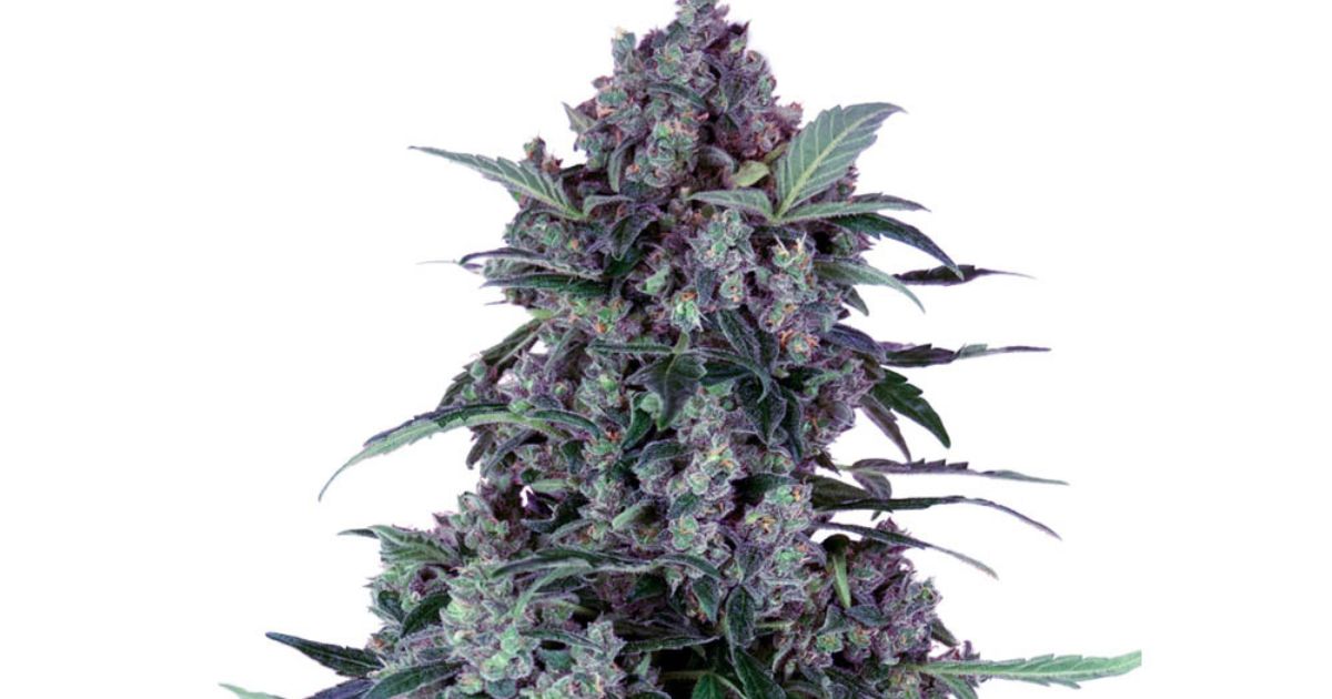 Cannabissamen Purple Haze kaufen legal 2025 in Deutschland