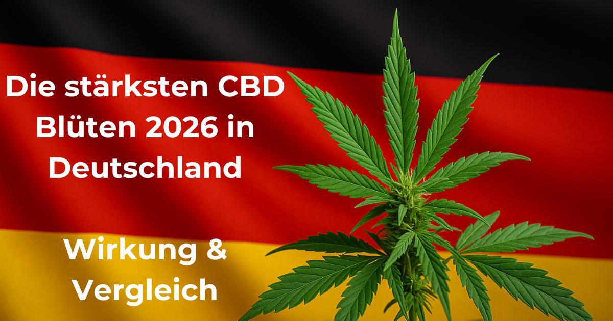 Vergleich der stärksten CBD Blüten 2026 mit Extra Strong Sorten und CBD Hasch