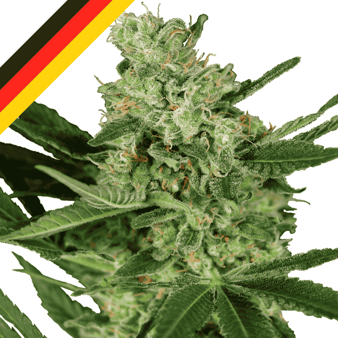 Amnesia Haze THC Cannabissamen fuer den Cannabis Eigenanbau legal kaufen bei CBD 040 in Deutschland