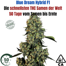 Blue Dream F1 Hybrid THC Cannabis Samen – Die schnellsten der Welt - 50 Tage von der Keimung bis zur Ernte