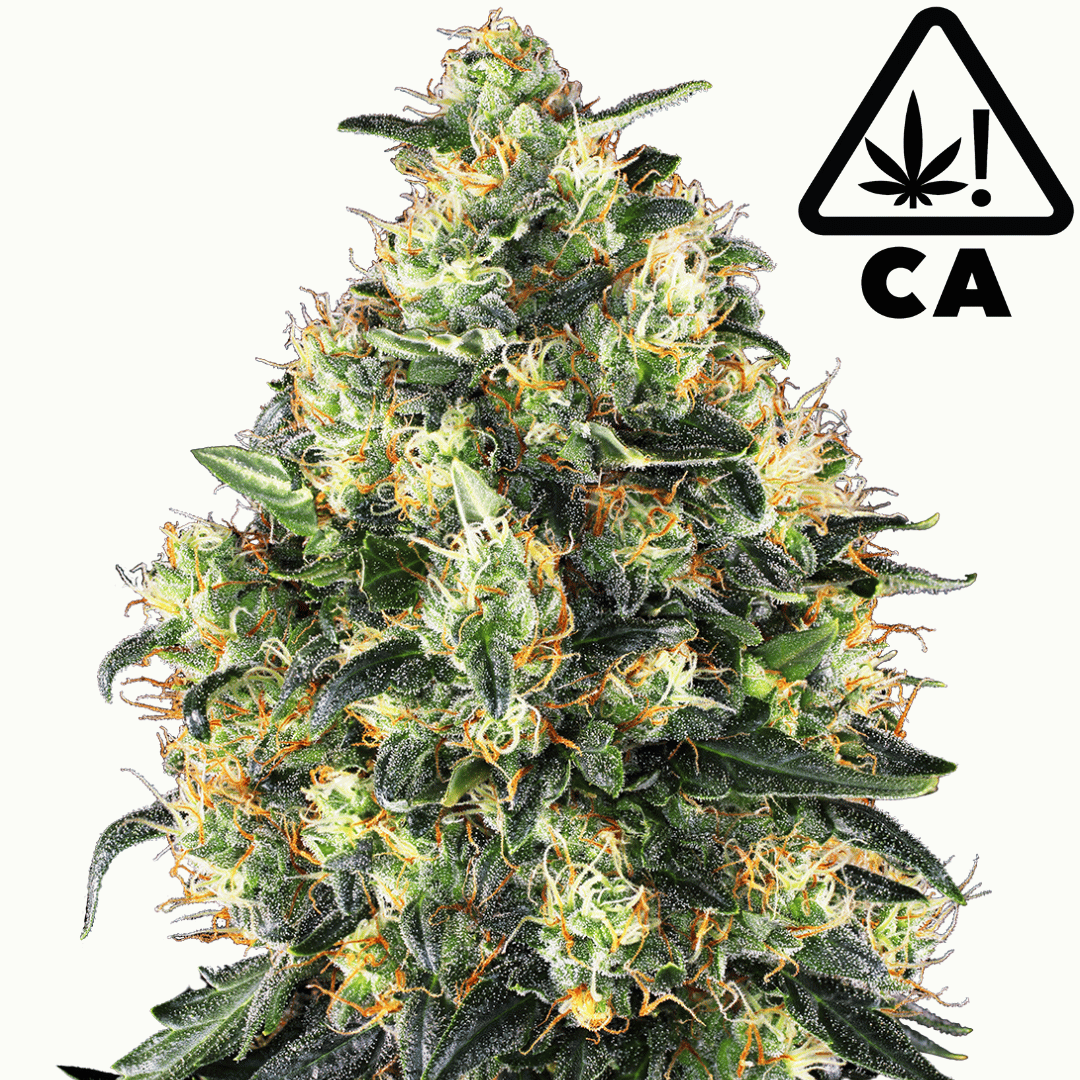 Bruce Banner Automatic Cali Strain Cannabis Samen - Autoflower - Cannabis Cup Sieger 2023 - F1 Samen