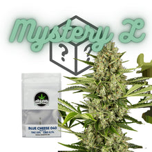Cannabis Samen Mystery Box L – Für den Cannabis Eigenanbau