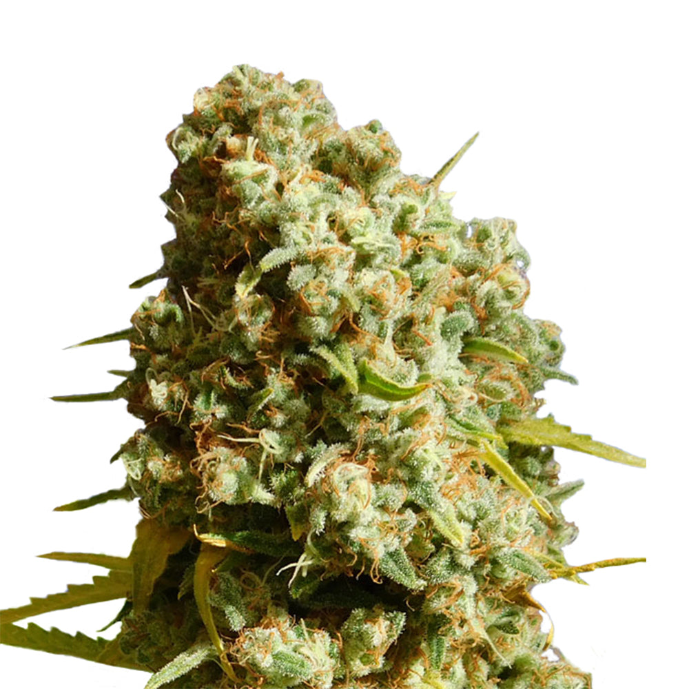 Honey Melon Kush Cannabis Samen - Indica Dominant Autoflowering - ab dem 01.04.2024 in Deutschland legal