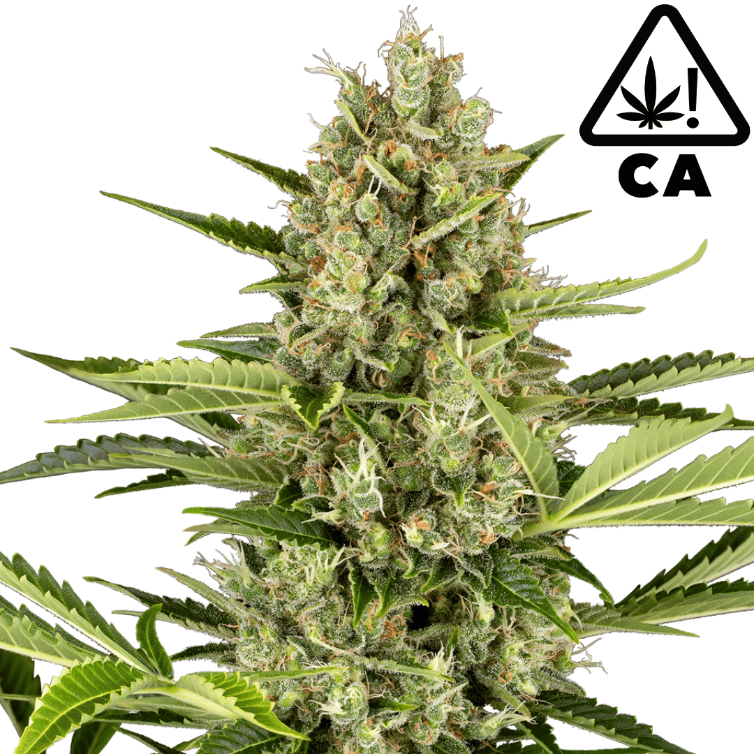 Jack Herer Cali Weed Strain kaufen bei CBD 040