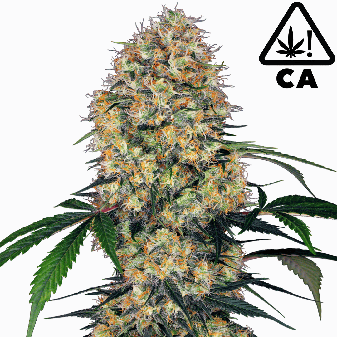 Doja OG Kush Cali Weed Cannabissamen - Feminisierte Autoflower / Automatic Indica - Cali Weed