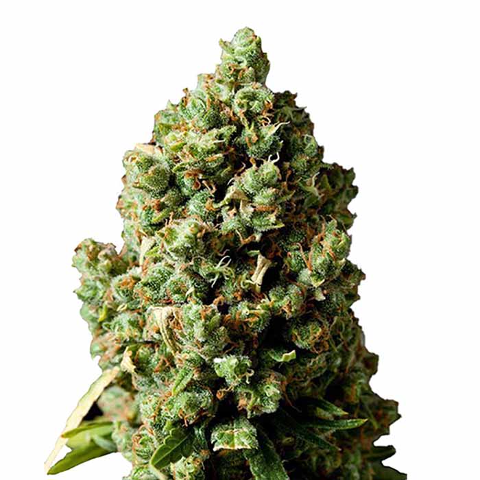 Wedding Cake 040 Autoflowering Indica Cannabis Samen – Premium Seed - Indica