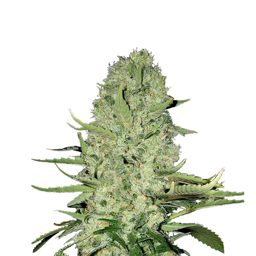 Skittlez 040 Autoflowering Cannabis Samen – ab dem 01.04.2024 verfügbar - Sativa