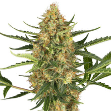 Blueberry Bubblegum Auto Cannabissamen - Indica