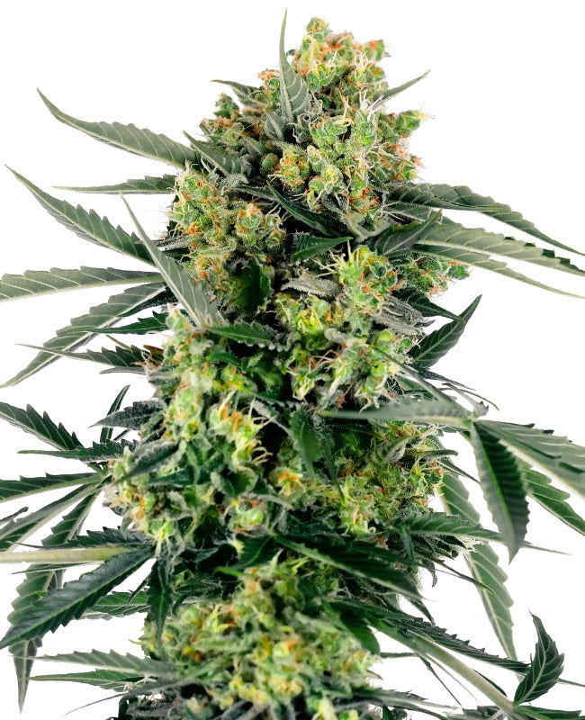 Blueberry Skittlez 040 Cannabis Samen, Feminisierte Hybrid Samen ideal für Anfänger