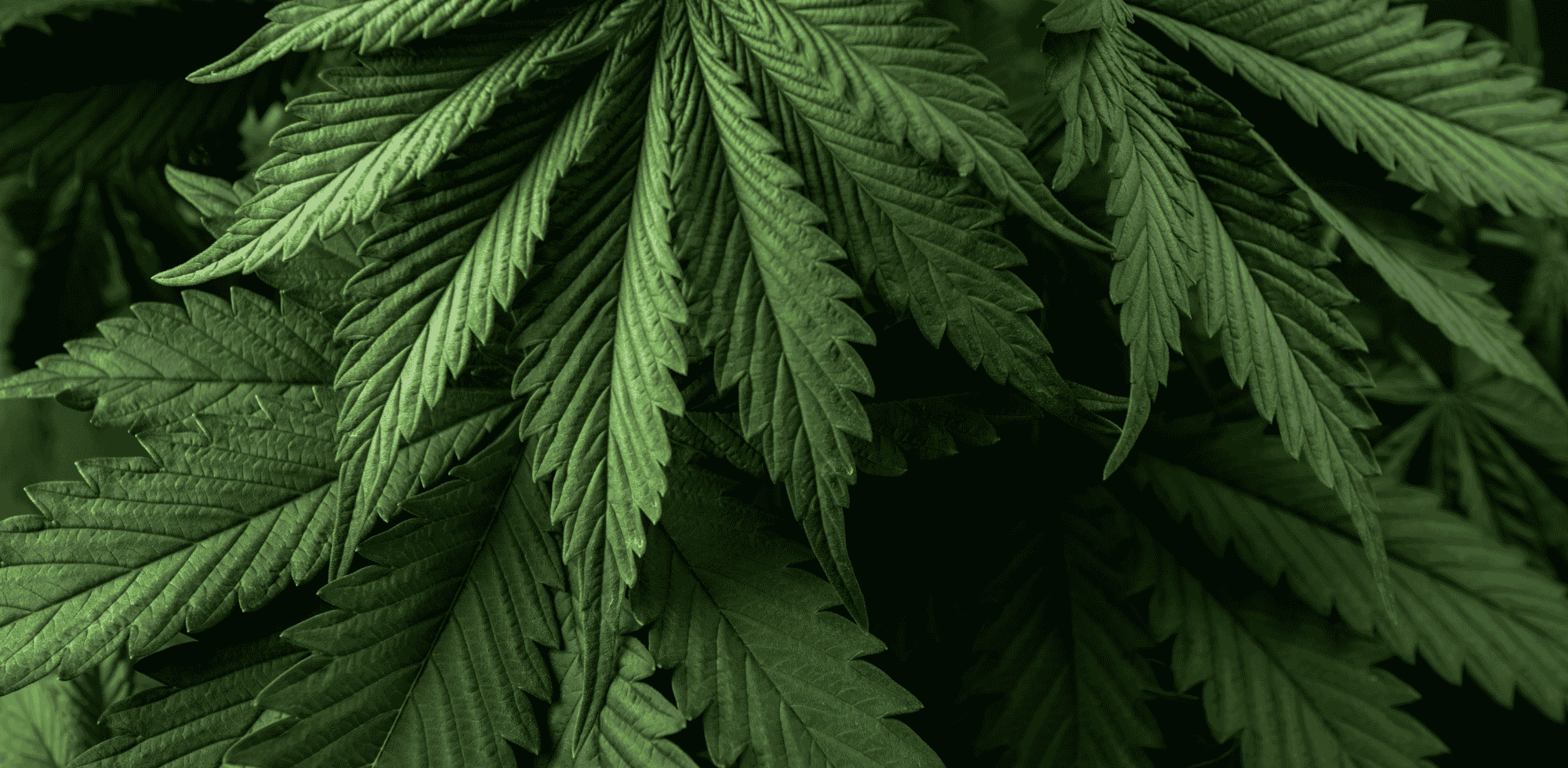 cannabis-pflanze-cbd-samen-cannabissamen-feminisiert-autoflowering-thc-pflanzen-anbau-shop-cbd040-de-cannabisprodukte-legal-kaufen-2-eigenanbau-weed