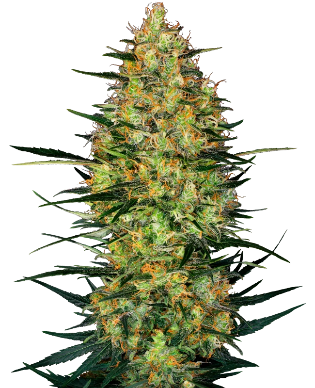 Caramellow Kush 040 Cannabis Samen, Autoflowering Indica Samen