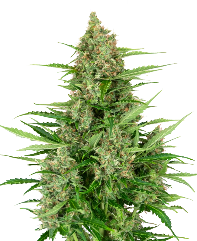 Double Kush Cake 040 Cannabis Samen, Feminisierte Autoflowering Indica Samen für den Eigenanbau