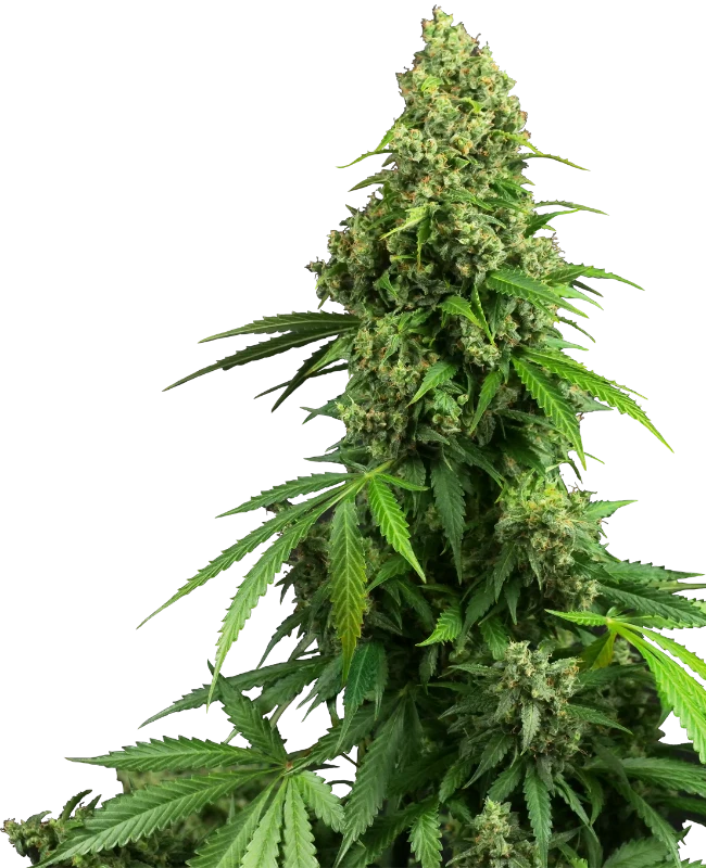 Honey Melon Kush Cannabis Samen - Indica Dominant Autoflowering - ab dem 01.04.2024 in Deutschland legal