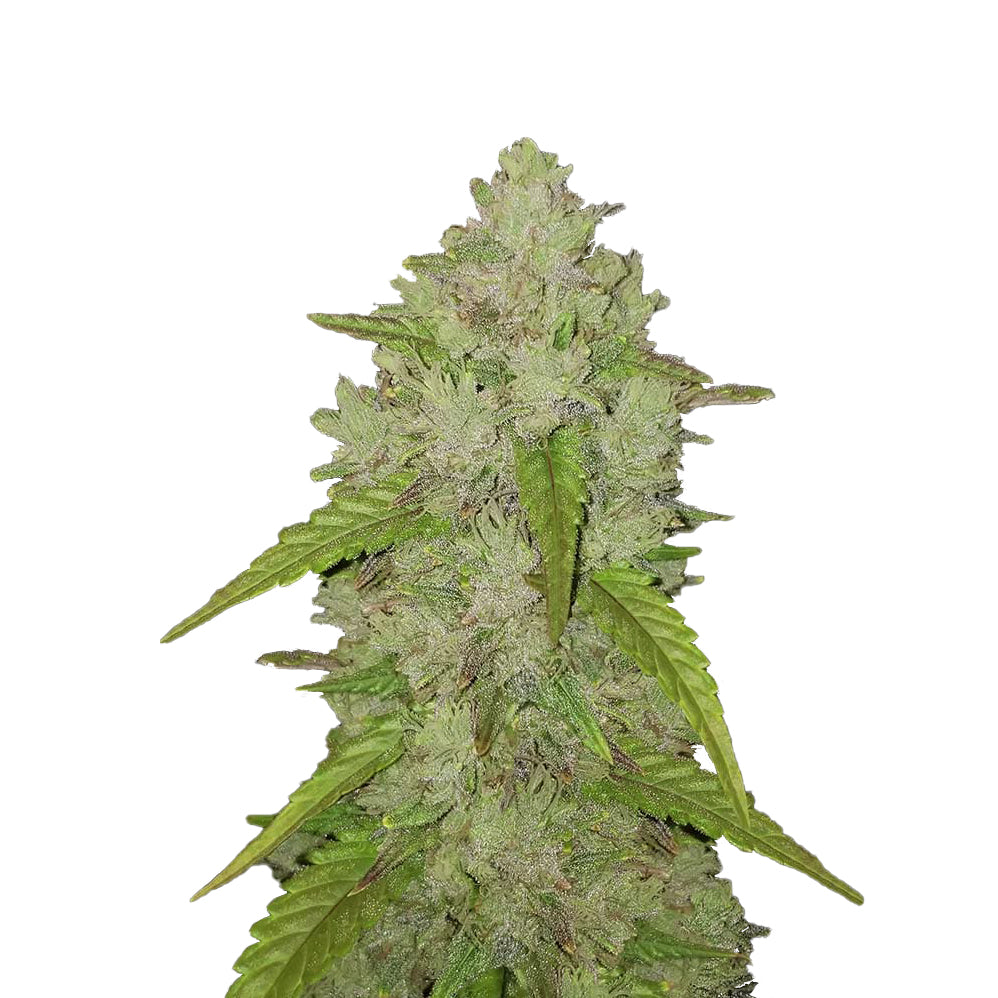 Lemon Haze 040 Autoflowering Cannabis Samen – ab dem 01.04.2024 verfügbar in Deutschland