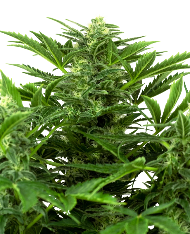 Mandarine Punch Cannabis Samen - Indica Dominant - Autoflowering - ab dem 01.04.2024 verfügbar