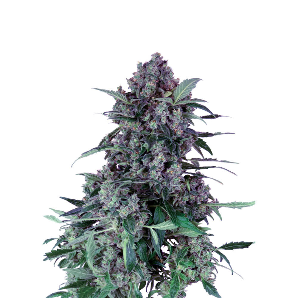 Purple Haze 040 Cannabis Samen - Extra Strong - Feminisierte Autoflowering Samen