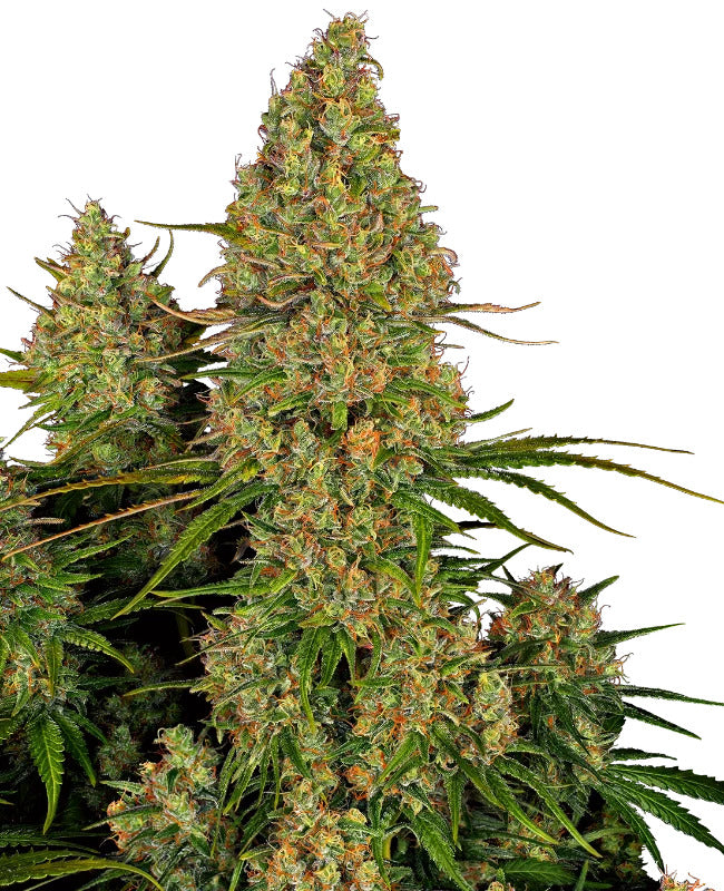 Sticky Orange Bud 040 Cannabis Samen – Autoflowering - Indica - ab dem 01.04.2024 verfügbar