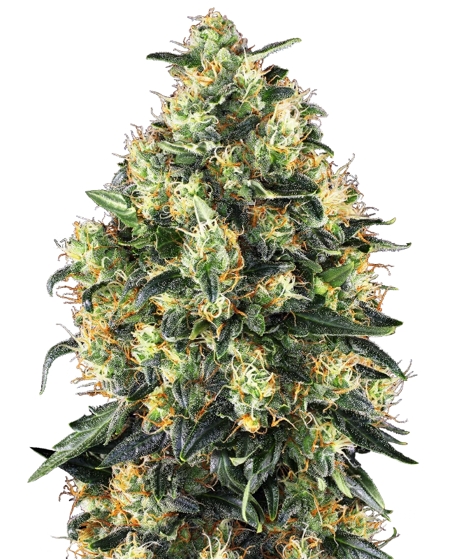 Super Skunk 040 Cannabis Samen - Feminisiert & Autoflowering